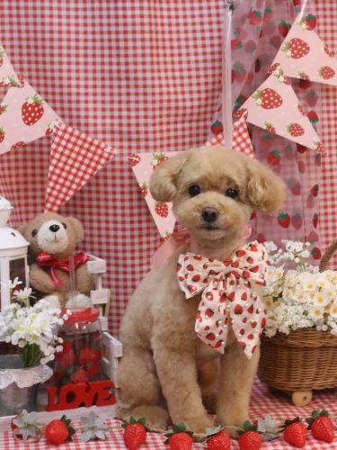 20260303ぽっきーくん