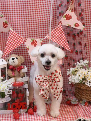 20260303シロマルくん