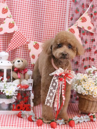 20260304ぷぷくん