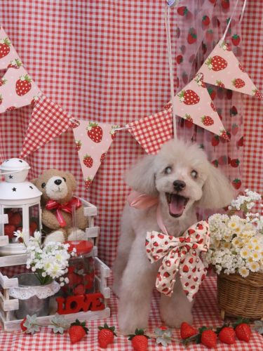 20260304ロンくん