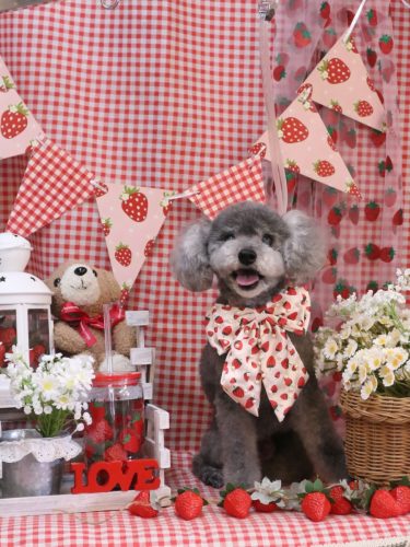 20260304タルトくん