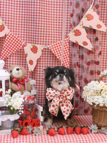 20260304らんまるちゃん