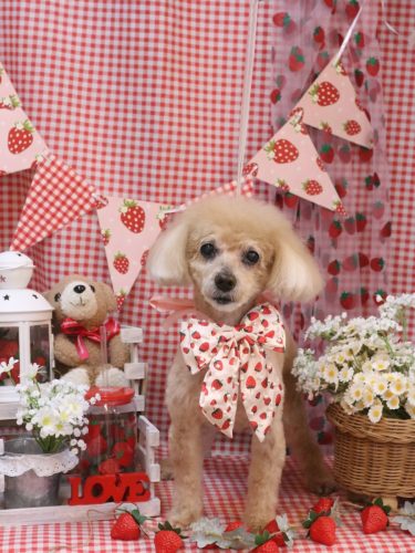 20260304プーちゃん