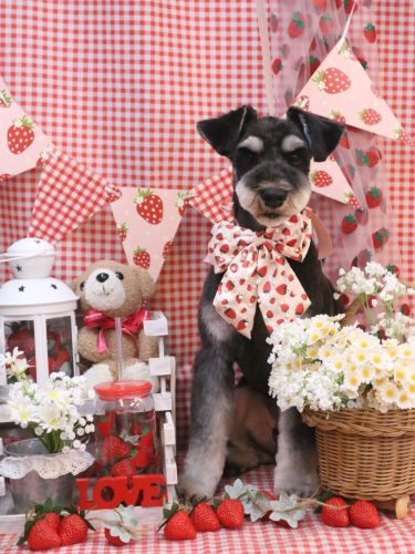 20260305門吉くん