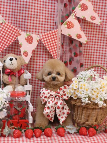 20260305あむちゃん