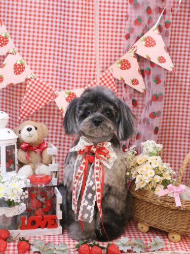 20260305うにちゃん