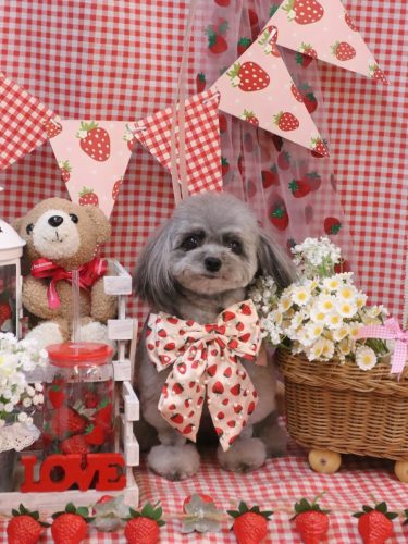 20260305べにちゃん