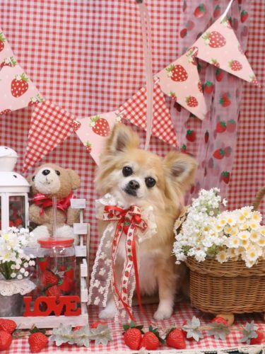 20260305りるちゃん