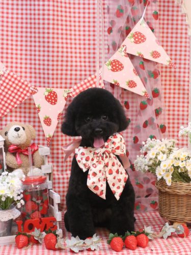 20260305レアちゃん