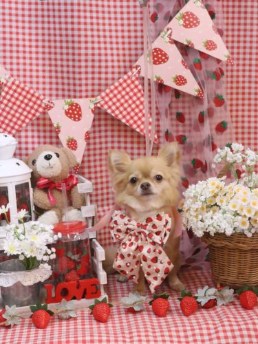 20260305モカちゃん