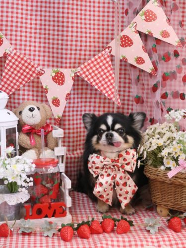 20260305ごまくん