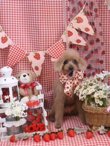 20260305モカちゃん