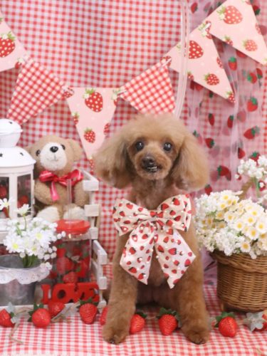 20260305ラムちゃん