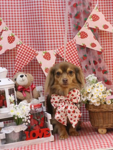 20260305いるちゃん