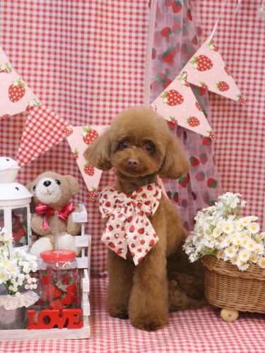 20260305くるるくん