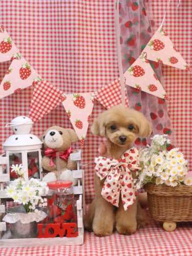 20260305らぶちゃん