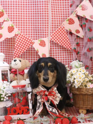 20260305はなちゃん