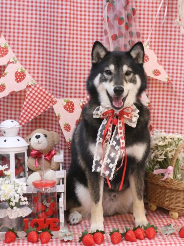 20260306りきくん