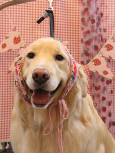 20260306ナナちゃん