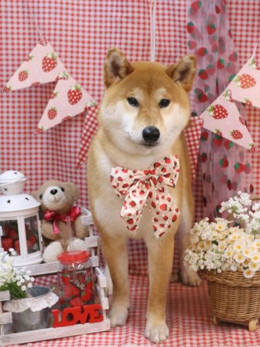 20260306りゅうくん