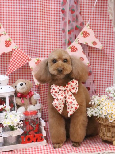 20260306まろんちゃん