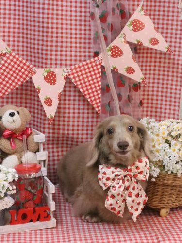 20260306ぺこちゃん