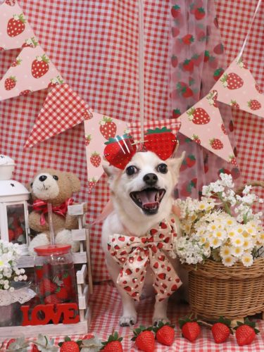 20260306うにちゃん