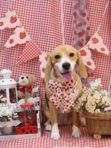 20260306チャビーちゃん