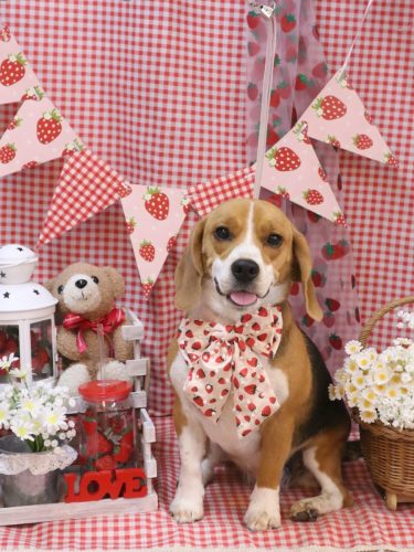 20260306ルーシーちゃん