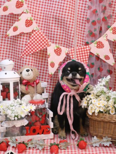 20260307ルナちゃん