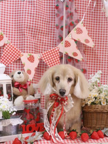 20260307グラちゃん