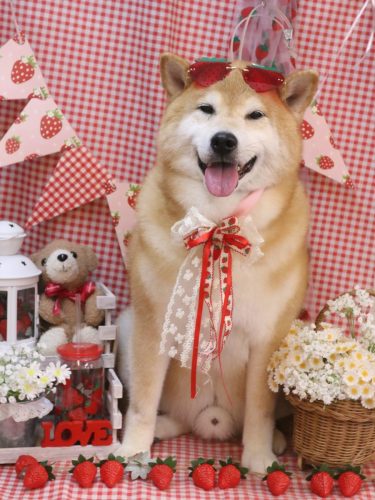 20260307こまくん