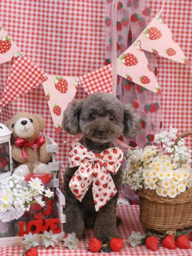 20260307モカくん