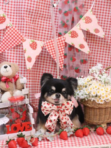 20260307プリンちゃん