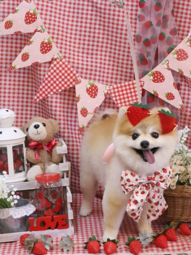 20260307モコくん