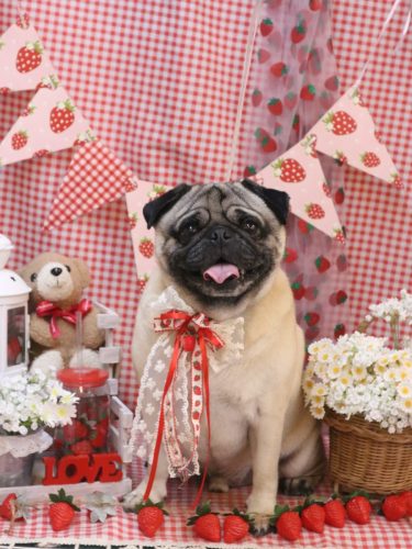 20260308ぶぅくん