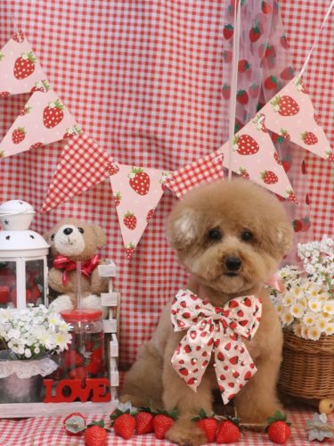 20260308かんたくん