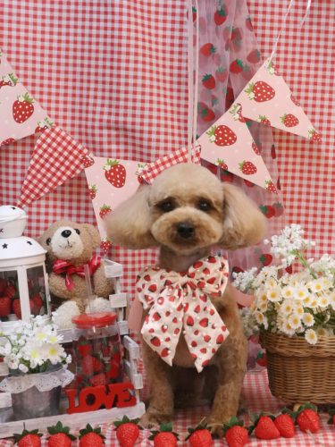 20260308シェリーくん