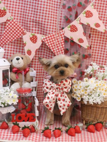 20260308メイちゃん