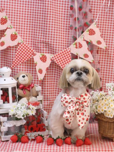 20260308ちょびくん