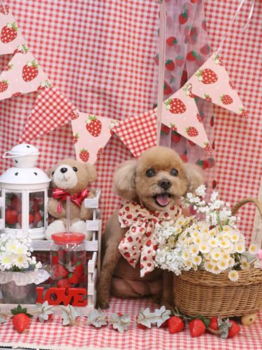 20260308フーちゃん