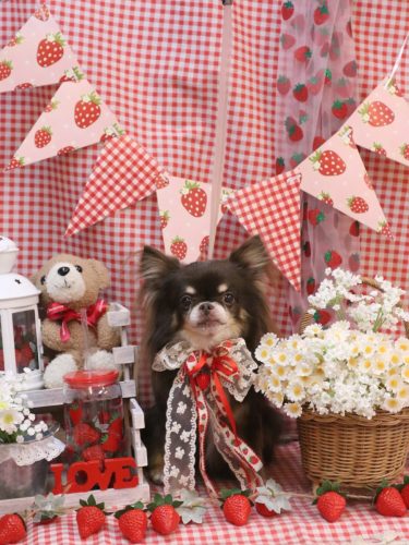 20260308チロルくん