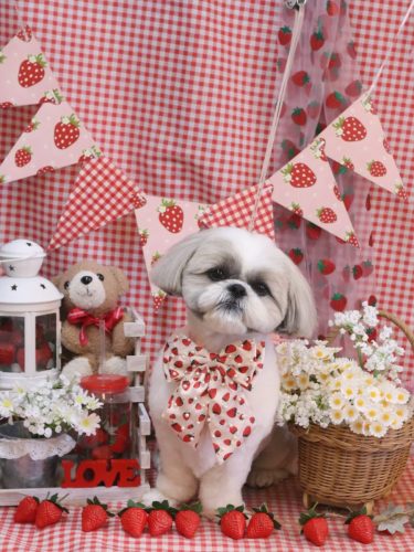 20260308みたらしちゃん