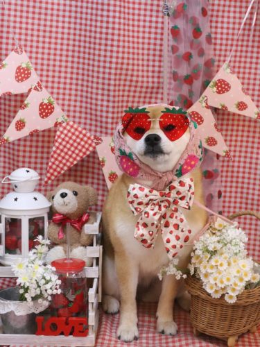 20260310はなちゃん