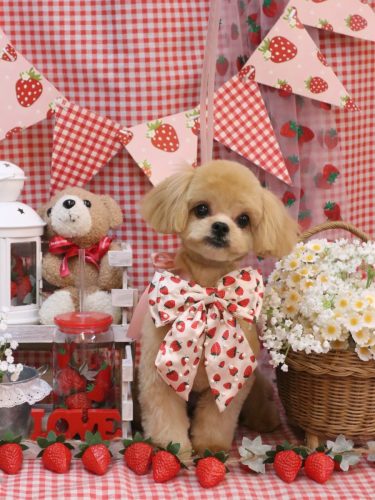 20260310いちごちゃん