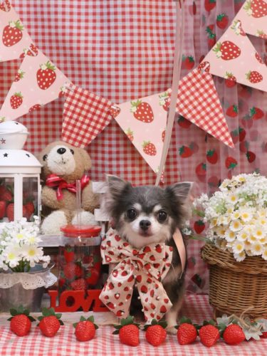 20260310ブルーちゃん