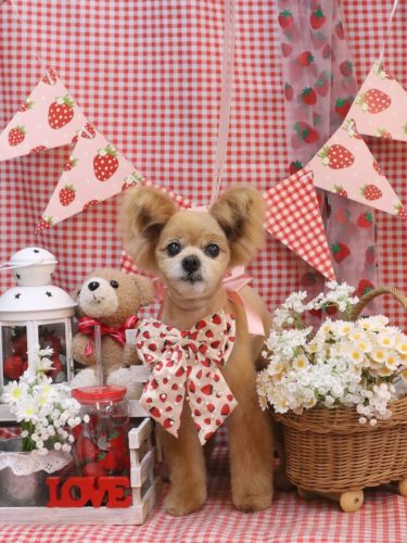 20260310クッキーくん