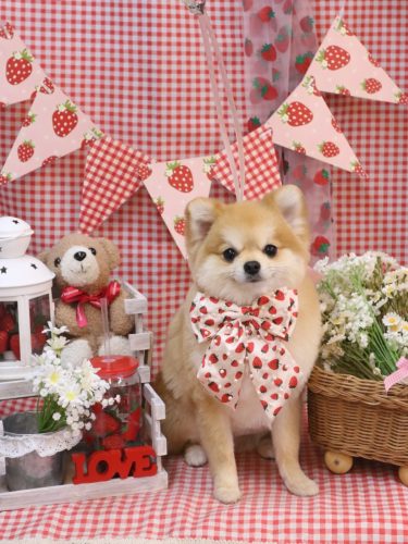 20260310たぬ吉くん