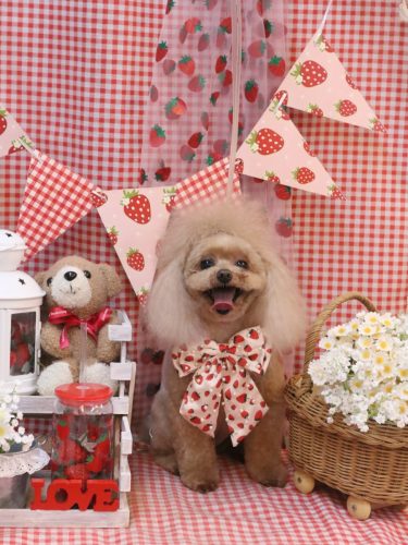 20260310麦ちゃん