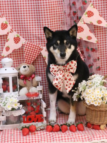 20260310サニーちゃん